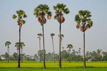 Fototapeta premium Views of tall palm trees abound in the green fields. at Sam Khok District Pathum Thani Province, Thailand. Taken on 2 Feb 2023.