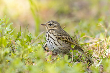 朝日を避けるビンズイ