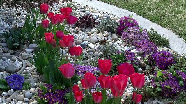 Lila und blaue Primeln und rote Tulpen, welche sich im Wind leicht bewegen