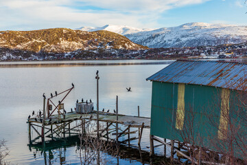 Green old fishing warehouse by a pier on Norway Ersfjord Fjord with flock of cormorant birds