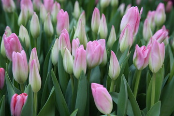 Tulip, tulips bouquet. Present for March 8, International Women's Day. Holiday decor with flowers. Bouquet with colorful tulips. Red tulip, yellow tulip. Holiday floral decor. Spring tulips, bouquet