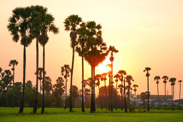 Fototapeta na wymiar Views of tall palm trees abound in the green fields. at Sam Khok District Pathum Thani Province, Thailand. Taken on 2 Feb 2023.