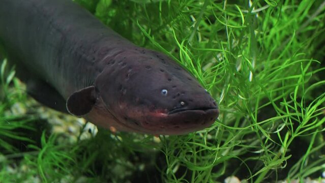 electric eel in aquarium
