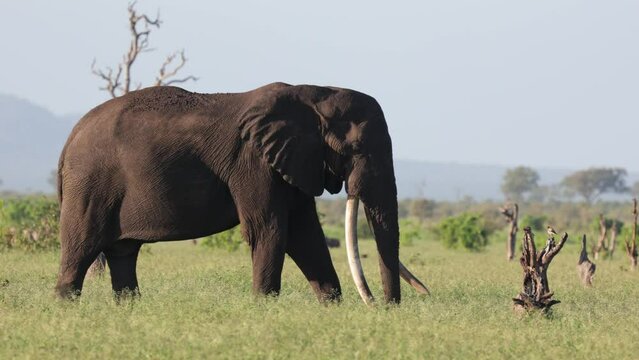A huge African elephant tusker