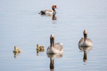 Graugänse mit Küken.