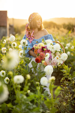 Portrait of a woman with lots of freshly picked up colorful dahlias and lush amaranth flower on rural farm during sunset