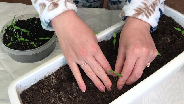 A woman transplants young green sprouts into a larger container. Seedlings in a plastic container. Tools are scattered around. Medium plan.