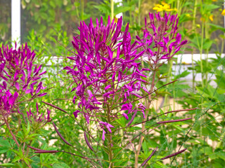Purple flowering Cleome hassleriana plant in summer garden .Botanical photo