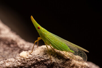 grasshopper on a leaf