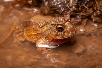 frog on the ground