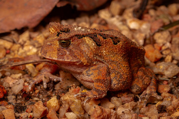 Fototapeta premium frog on a tree