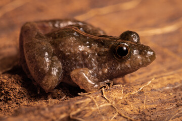 frog on the ground
