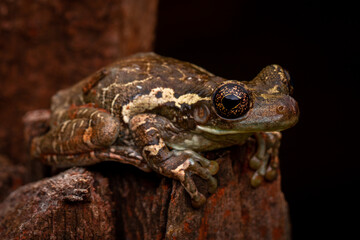 frog on the ground