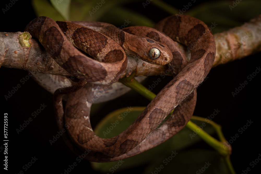 Canvas Prints snake on a tree