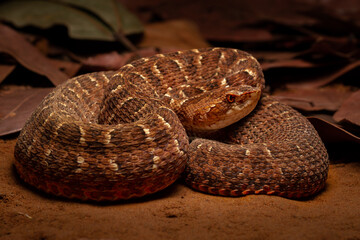 snake in the sand