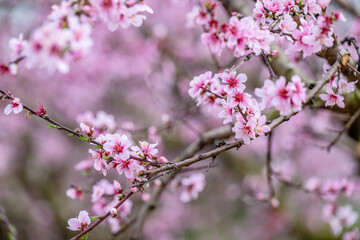 flower, pink, nature, flowers, spring, blossom, plant, flora, beauty, bloom, garden, purple, closeup, tree, petal, cherry, summer, orchid, floral, macro, close-up, branch, blooming, white, beautiful