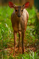 deer in the forest