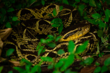 snake in the grass
