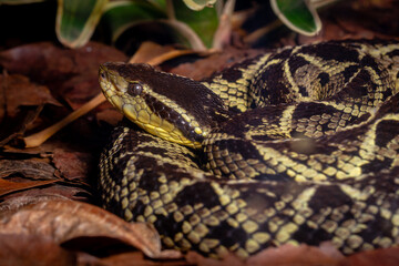 snake in the grass