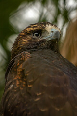 close up of an eagle