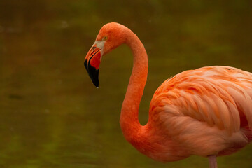 Fototapeta premium close up of a pink flamingo