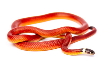 close up of a red snake on white background