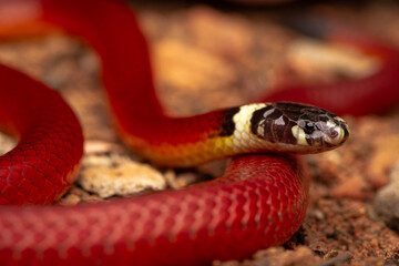 Obraz premium snake in the garden