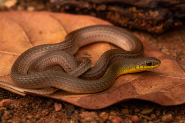 close up of a snake