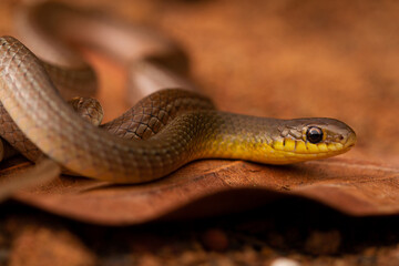 close up of a snake