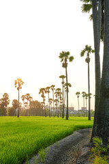 Views of tall palm trees abound in the green fields. at Sam Khok District Pathum Thani Province, Thailand. Taken on 2 Feb 2023.