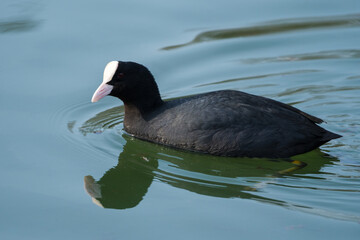 A Swimming Coot is Casting a Beautiful Reflection onto the Lake Surface