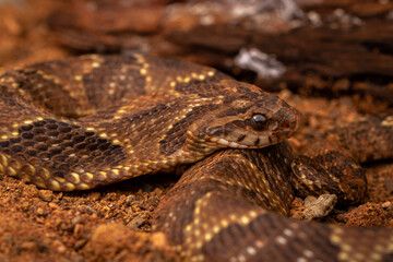 snake in the sun