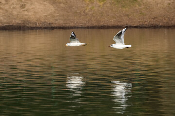 Two White Seagulls are Flying above the Lake Very Close to Its Surface