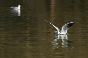 A White Gull is Diving into the Lake in Search for Food