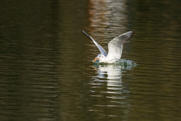 A White Gull Is Picking a Piece of Bread Thrown by Visitors into the Lake