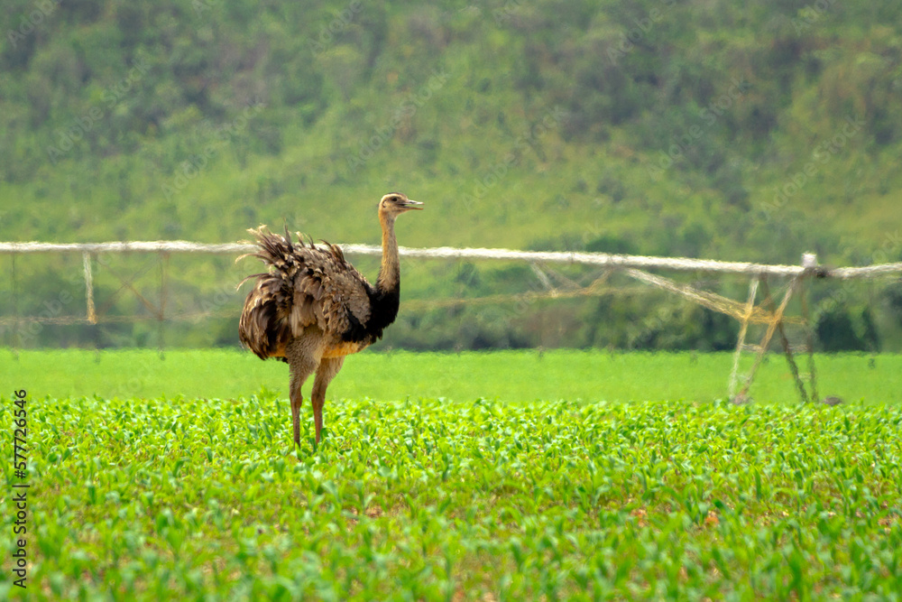 Wall mural ostrich in the field