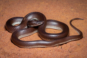 black nosed snake on sand