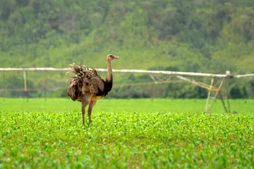 Wandcirkels aluminium ostrich in the field © Luis