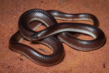 Obraz premium black nosed snake on sand