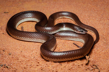 Obraz premium black nosed snake on sand