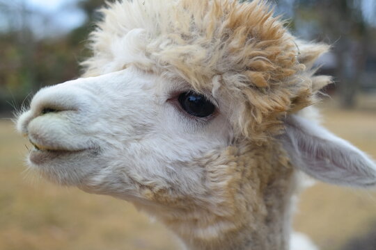 The black and clear eyes of an alpaca with white fur