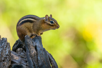 Chipmunk Perched