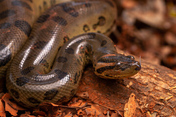 Fototapeta premium close up of green anaconda sucuri