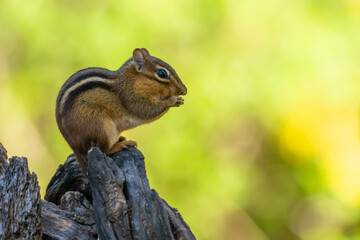 Chipmunk Perched and Eating Seeds
