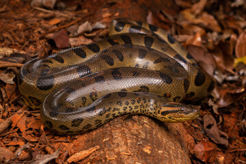 green anaconda sucuri