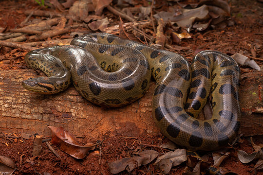 Anaconda 3d hi-res stock photography and images - Alamy