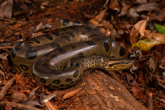 green anaconda sucuri