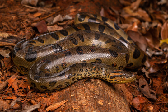 green anaconda sucuri