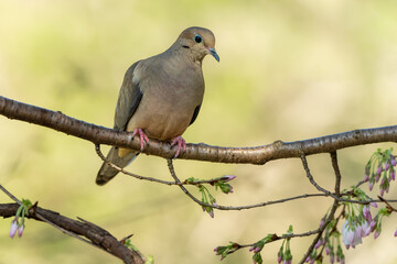 Dove perched on branch of wild cherry tree