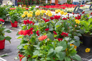 Fototapeta na wymiar different multi-colored varieties of dahlias In the garden center, gardening